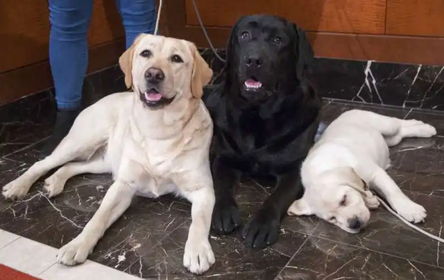 拉布拉多怎样区分赛级和宠物犬，拉布拉多怎样区分赛级和宠物犬的（纯种的“拉布拉多犬”）
