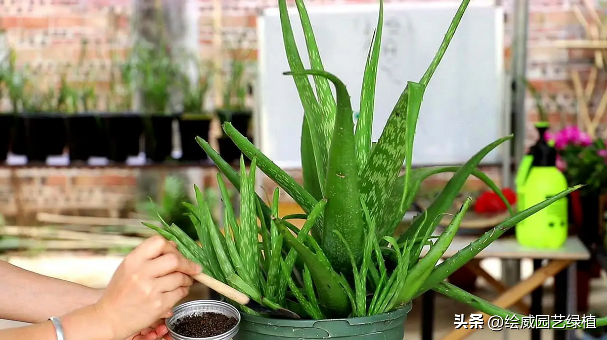 1_放氧气的植物,夜间吸收二氧化碳释放氧气的植物