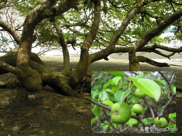 世界十大奇特植物，世界上最神奇的植物有多少种（带你认识世界上的剧毒植物）