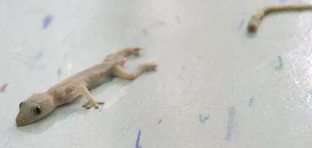壁虎的寿命，壁虎的寿命有10年吗（为何能位居“五毒”之一）
