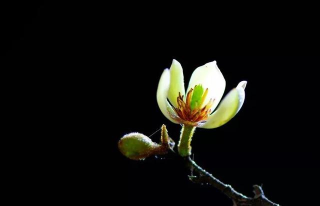 含笑花什么时候开花，分享图片——深山里（含笑花何时开花）