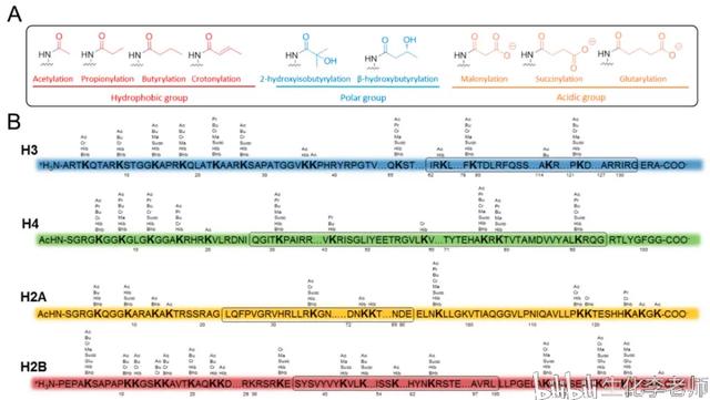 et是什么基团，蛋白质的脂化修饰<PTM>