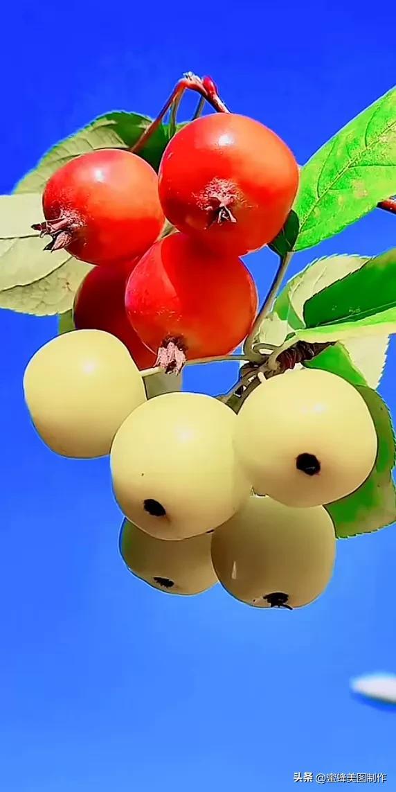 四个季节各有什么水果和蔬菜，四个季节各有什么水果和蔬菜和水果（60张水果蔬菜壁纸美图）