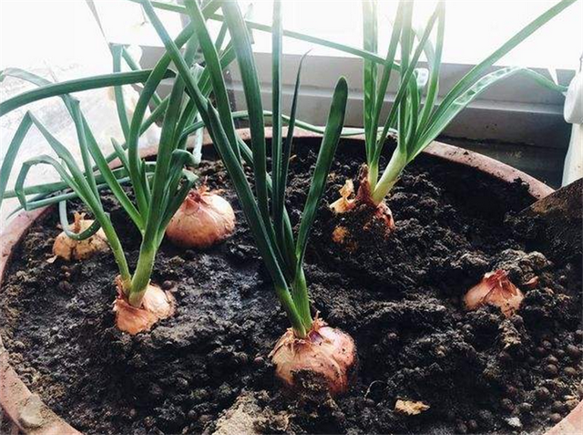 洋葱的食用部分属于什么，洋葱的主要食用部分是（洋葱的组成部分有哪些）