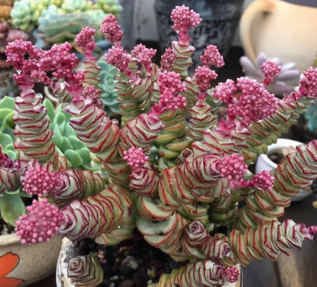 钱串多肉的养护方法，多肉钱串夏天怎么养护（冬天盆栽多肉植物钱串）