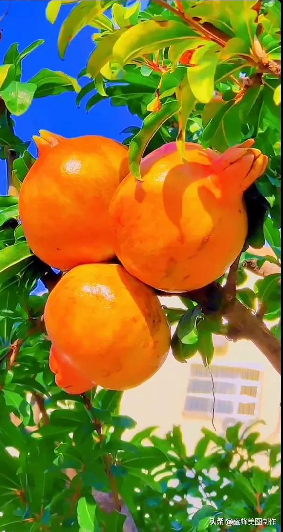 四个季节各有什么水果和蔬菜，四个季节各有什么水果和蔬菜和水果（60张水果蔬菜壁纸美图）