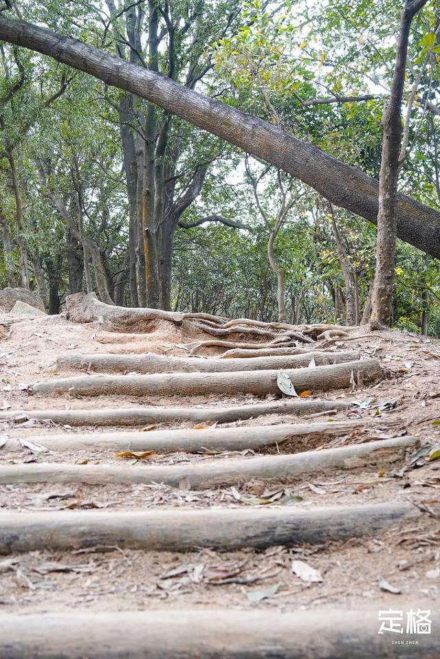 深圳一日游免费必去的地方，深圳最适合一日游的15个免费景点（深圳10个小众打卡地）