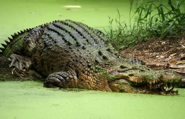 海洋十大霸主排行榜，世界上最可怕的十大海洋生物——虎鲸到底是不是海洋霸主