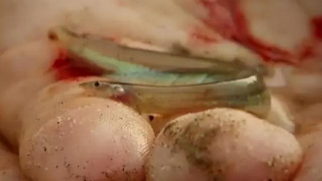 世界上最恐怖的鱼类是什么，世界上最恐怖的鱼是什么鱼,排行榜（十大恐怖生物告诉你）