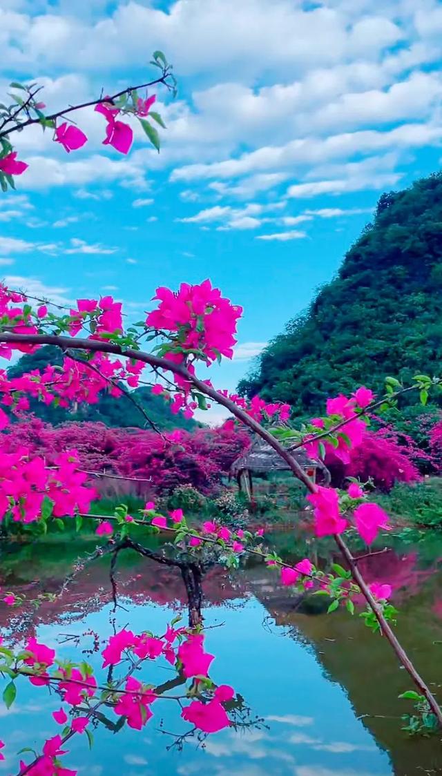 鲜花盛开与心情的美句，形容鲜花带来美好心情的句子（就像你用心雕琢出曼妙字句）