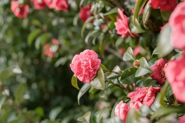 西洋接骨木的习性和用途详解，西洋接骨木的功效（40种适合庭院花园的常见灌木植物）