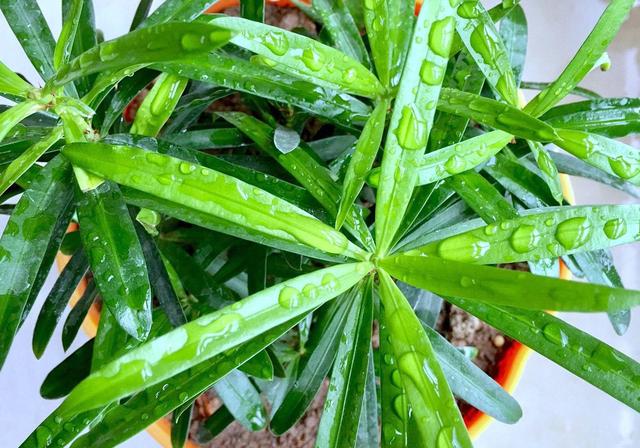 浇花用什么水好，用什么水浇花比较好（用“3种水”来浇花）