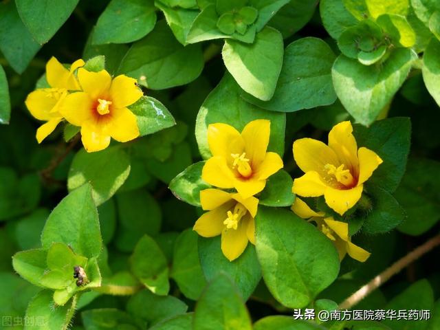 过路黄的功效与作用，过路黄的功效与作用！（用于排石汤；清热利湿能退黄）