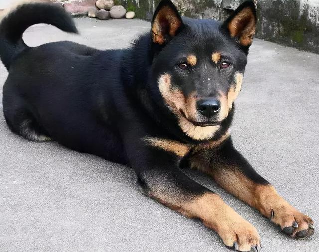 狗的品种图片名字大全,狗的品种大全及名称(原来中华田园犬也有那么多