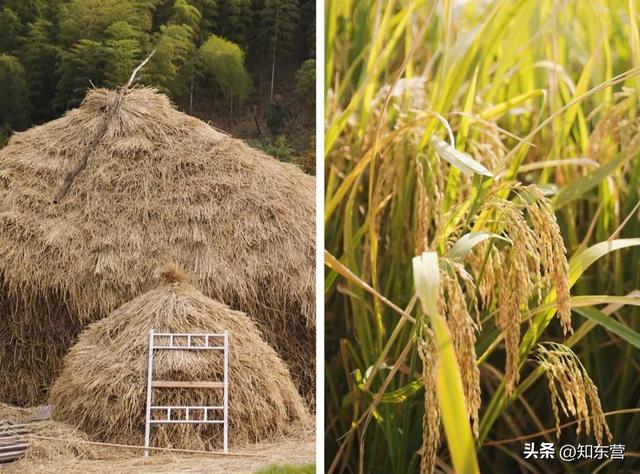 正宗宁波年糕做法，手工锤出来的余姚年糕