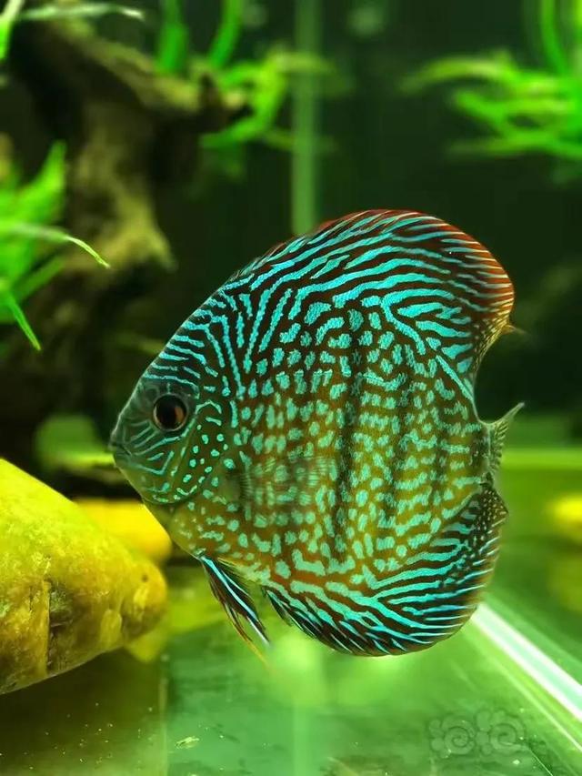 100多种神仙鱼欣赏，鳕鱼图片大全