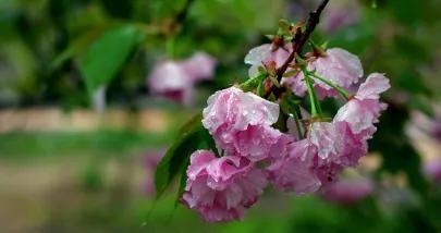 春雨像什么一样轻轻地落在地上，有关春雨像什么一样轻轻的落在地上的句子有哪些（春雨近了，一名农民，俺开心了）