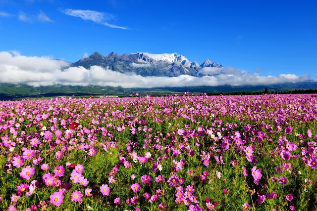 格桑花的花语和意思，爱与吉祥——格桑花