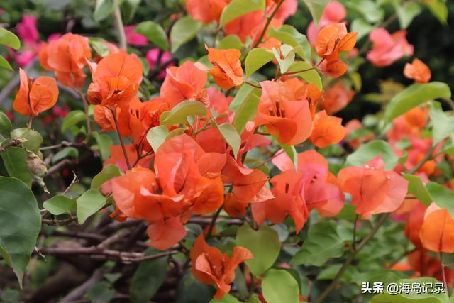 光叶子花的寓意，花语是热情、坚韧不拔、顽强奋进
