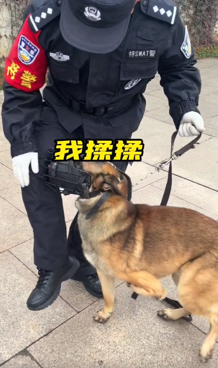 巴顿犬多少钱 巴顿 军犬