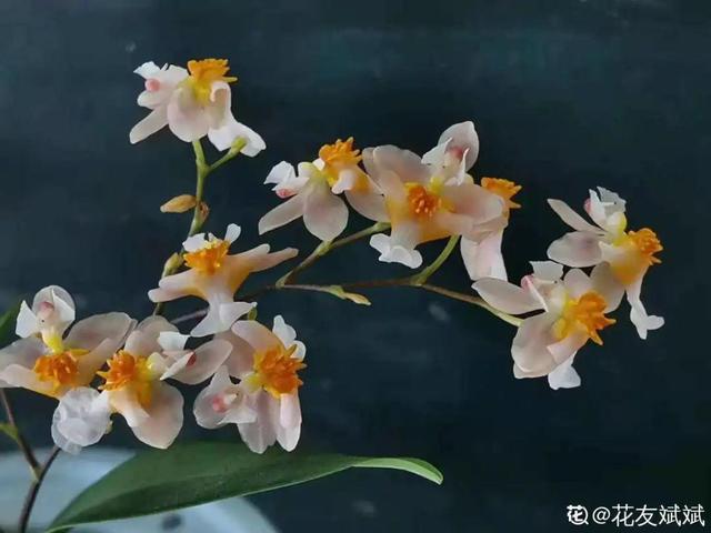 春天开的花有哪些，春天开的花有哪些是白色的（现在养正是开花好时候）