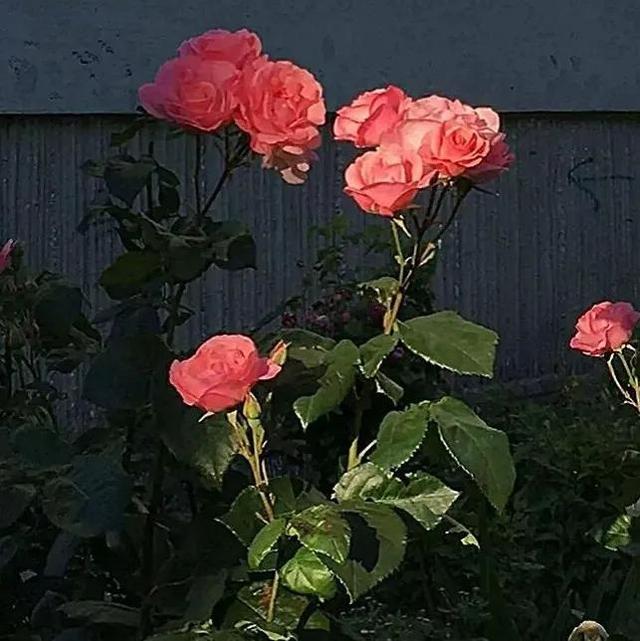 1一100朵玫瑰花代表什么意思，1至100朵玫瑰花各代表什么意思（21世纪玫瑰和爱意泛滥成灾）