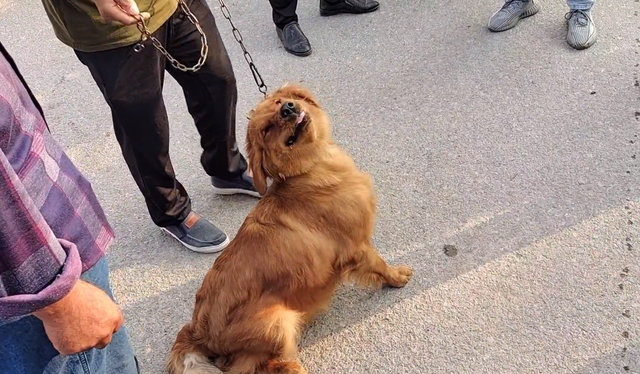 金毛寻回犬的价格，金毛寻回犬多少钱一只（还是在主人和路人的敲打下上狗肉车）