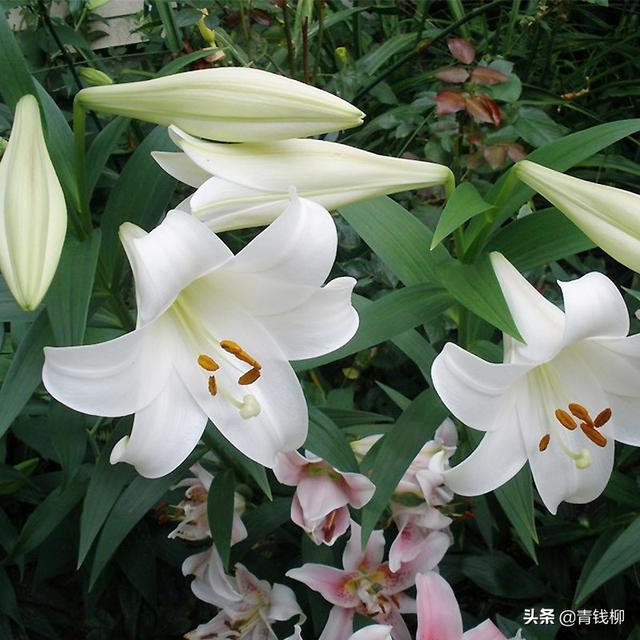 切花百合栽培技术，简要说明百合切花栽培花期调节技术（上海地区切花重瓣亚洲百合周年高效栽培技术）