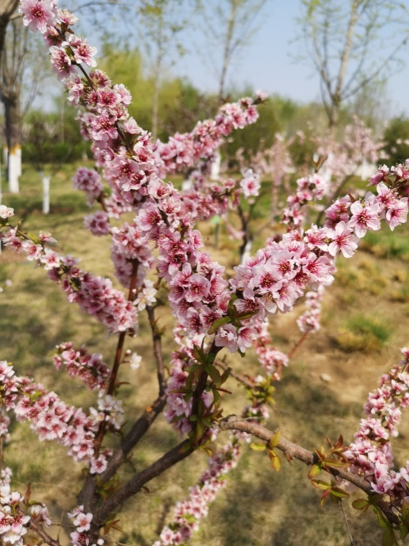 樱桃什么时候开花，樱桃花什么时候开花（樱花谢了能结樱桃吗）