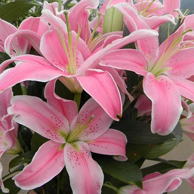 看望病人买什么鲜花，适合送病人的鲜花有哪几种（哪些花代表健康、平安、幸福）