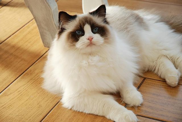 布偶猫为什么不能养，布偶猫为什么不能养呢（以后我不会再养“布偶猫”了）