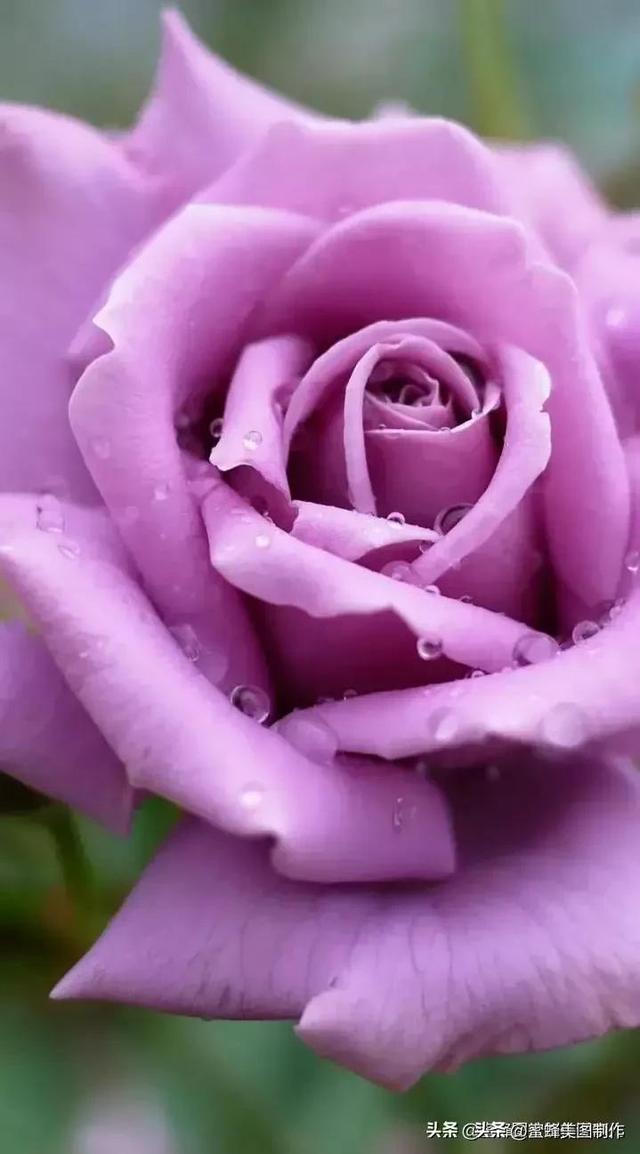 七夕节的图片，七夕浪漫情人节，玫瑰壁纸（七夕节的图片）