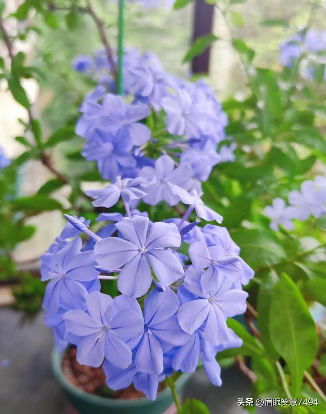 蓝雪花花语和象征意义，蓝雪花花语