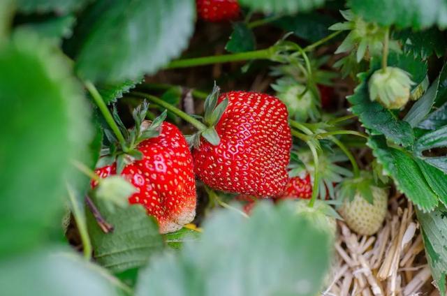 草莓是什么季节的水果，草莓是什么季节的水果开花到结果全过程（草莓是最“脏”的水果吗）