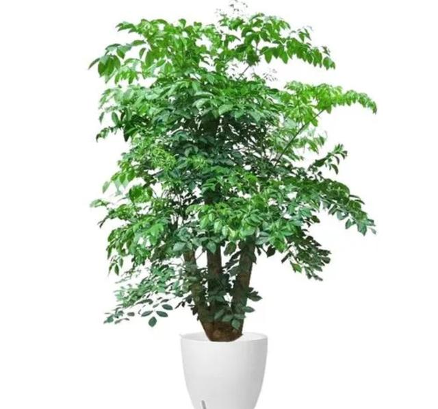 家庭养花富贵籽养植技术分享，富贵籽的养殖方法和注意事项盆栽（有钱人爱养6种旺家植物）