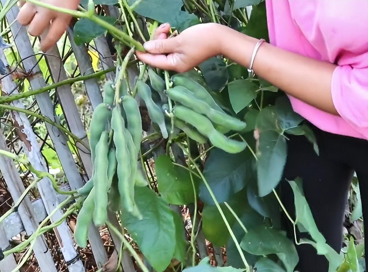 白菜可以生吃吗，黄心白菜可以生吃吗（有“大毒”的5种蔬菜）