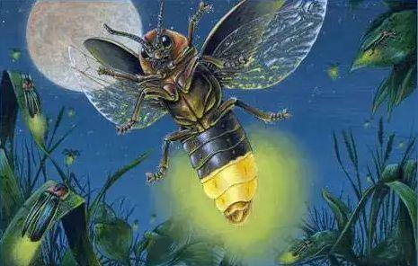 萤火虫的萤组词，萤组词100个（关于萤火虫的8个有趣知识）