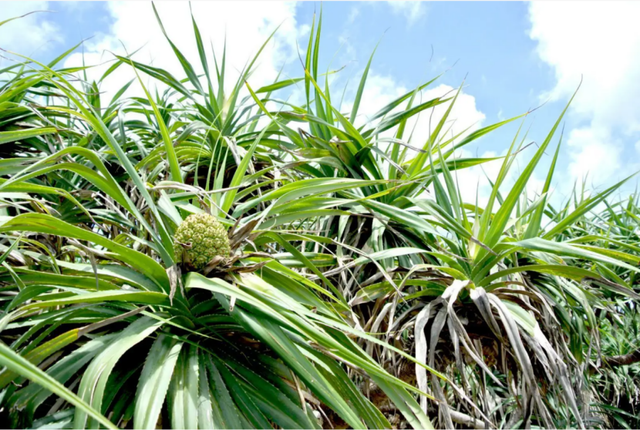野菠萝能吃吗，你误买过野菠萝、海菠萝、山菠萝、假菠萝吗