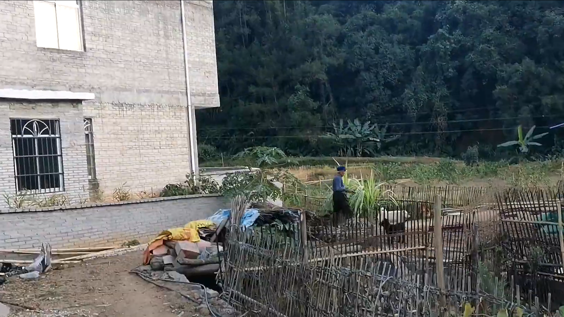 狗最多能活多少年(农村的狗一般活几年)