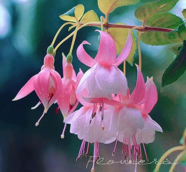 十一月开什么花，十一月什么花开（快来看看你家有没有）