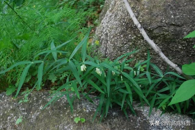 曼陀罗花的图片，曼陀罗花是什么（301味中药材的原植物彩色图谱）