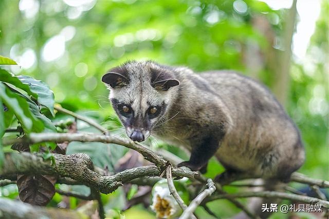 猫屎咖啡真的是猫屎吗，猫屎咖啡真的是猫屎吗贴吧（几百元一杯的猫屎咖啡）