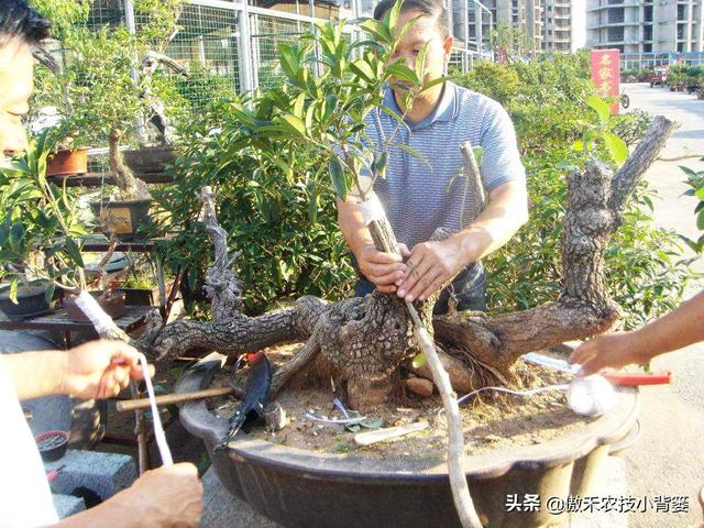 嫁接有哪两种方式，嫁接的方式有两种（桂花几月份嫁接）