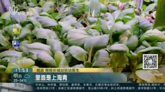 瓢儿白是什么，瓢儿白的学名（油菜、上海青、瓢儿白、鸡毛菜……竟然都是一种菜）