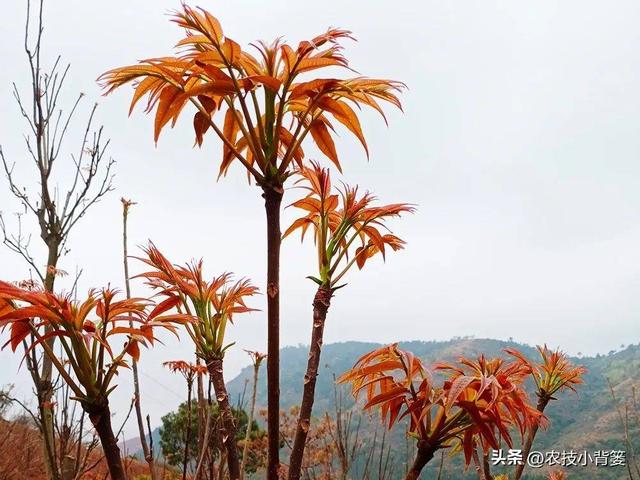 香椿芽的种植方法，从播种育苗到管理采收