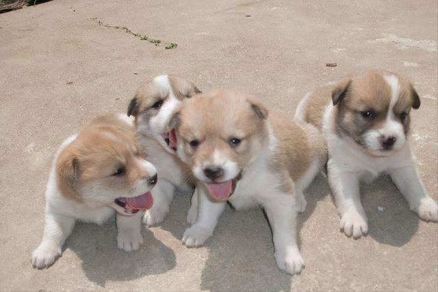 中华田园犬为什么禁养，中华田园犬为什么禁养真的假的（中华田园犬为什么禁养真的假的）