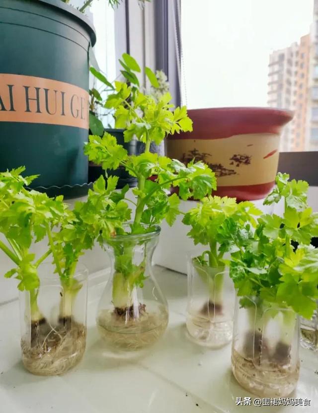 芹菜叶可以冷冻保存吗，芹菜可以放冰箱冷冻保存吗（芹菜像我这样保存）