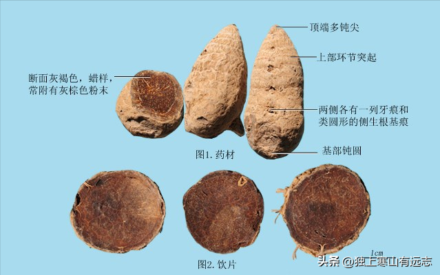 干姜和生姜的区别，生姜和干姜的区别（来自姜科家族的中药）