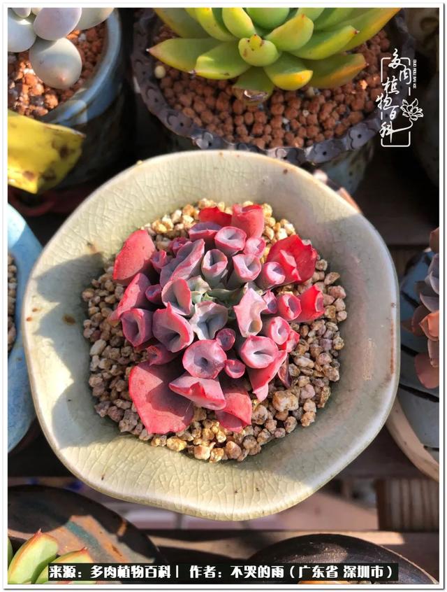彩虹糖的梦 金娃娃，娃娃音适合唱哪些歌（愿2022心中有盼）