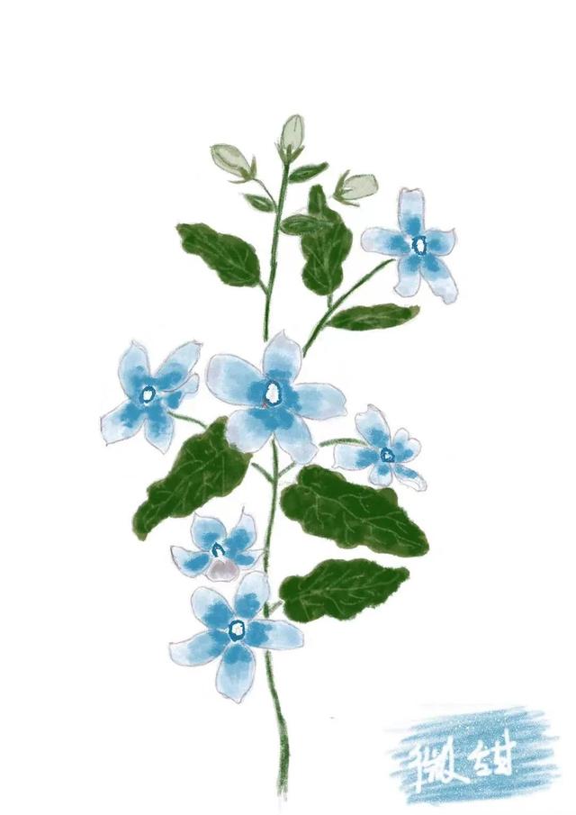 蓝星花的花语,花艺师的花艺手绘~蓝星花(蓝星花的花语英文)